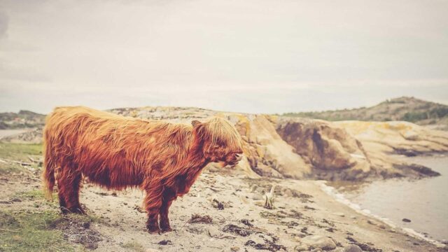 Amazon ECSでコンテナ運用入門｜Fargate・タスク定義・ALB連携の実践