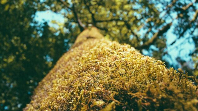 Ansibleでネットワーク機器を自動化する入門｜Cisco・Juniper設定の自動化とNetDevOpsの第一歩